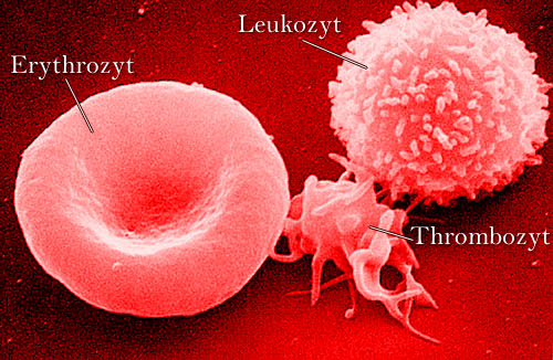 Blut mit Blutzellen