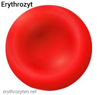 Erythrozyt