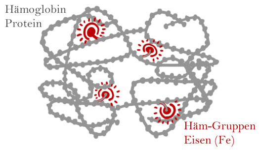 Hämoglobin