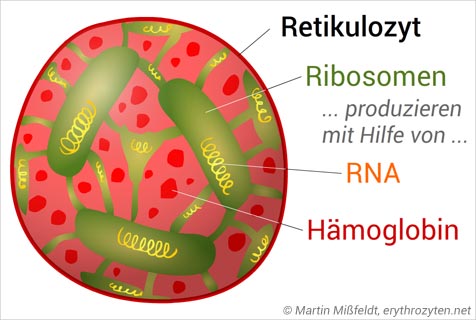 Retikulozyt