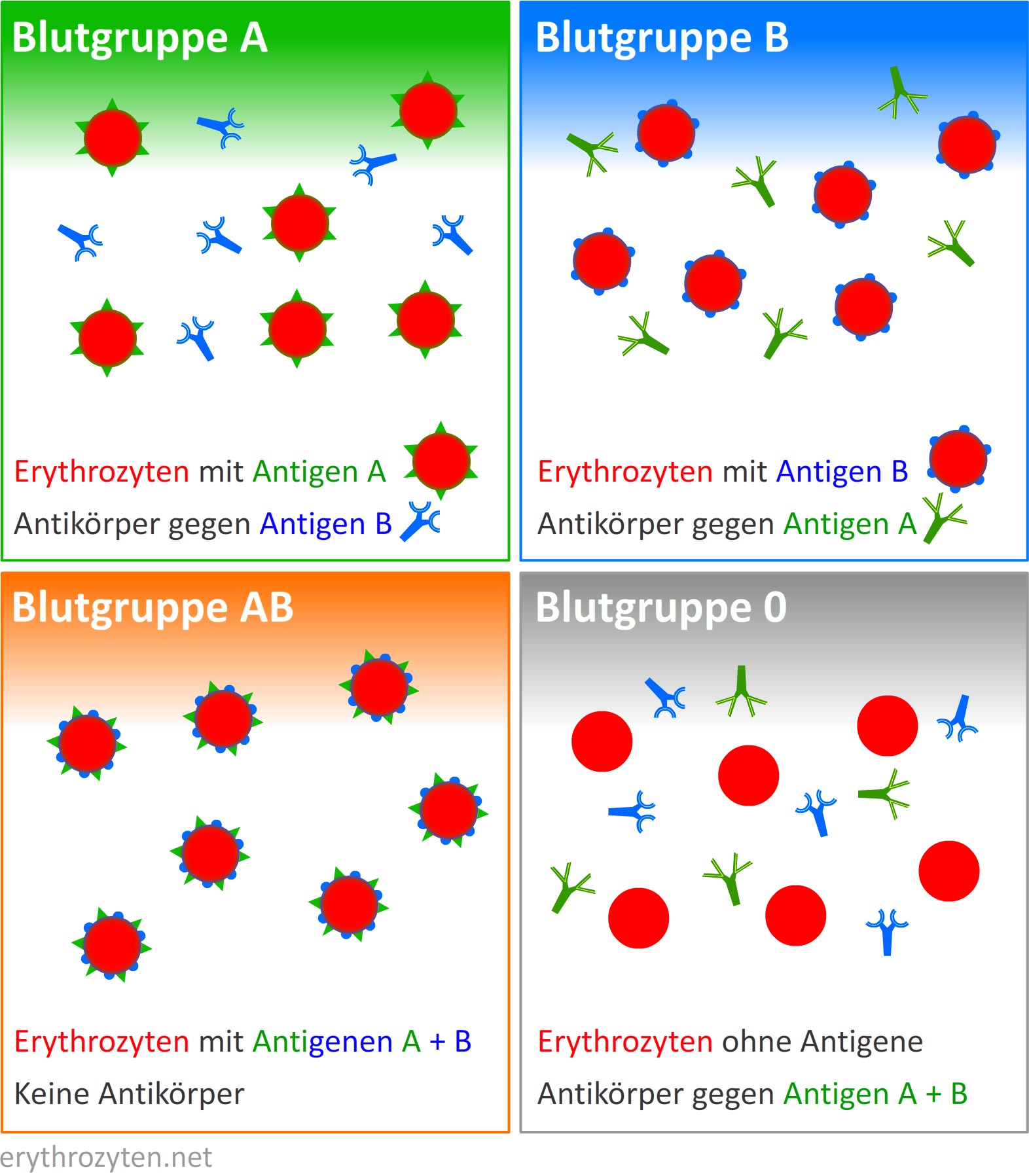 Blutgruppen