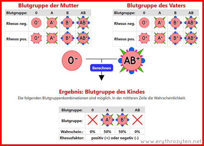 Blutgruppe A, Rhesus negativ und positiv (AD)