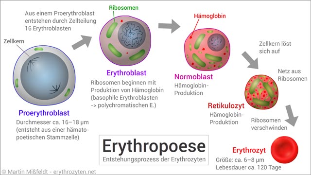 Erythropoese: Vorgang der Blutbildung