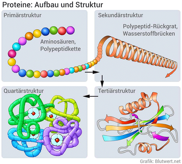 Struktur Und Funktion Biologie