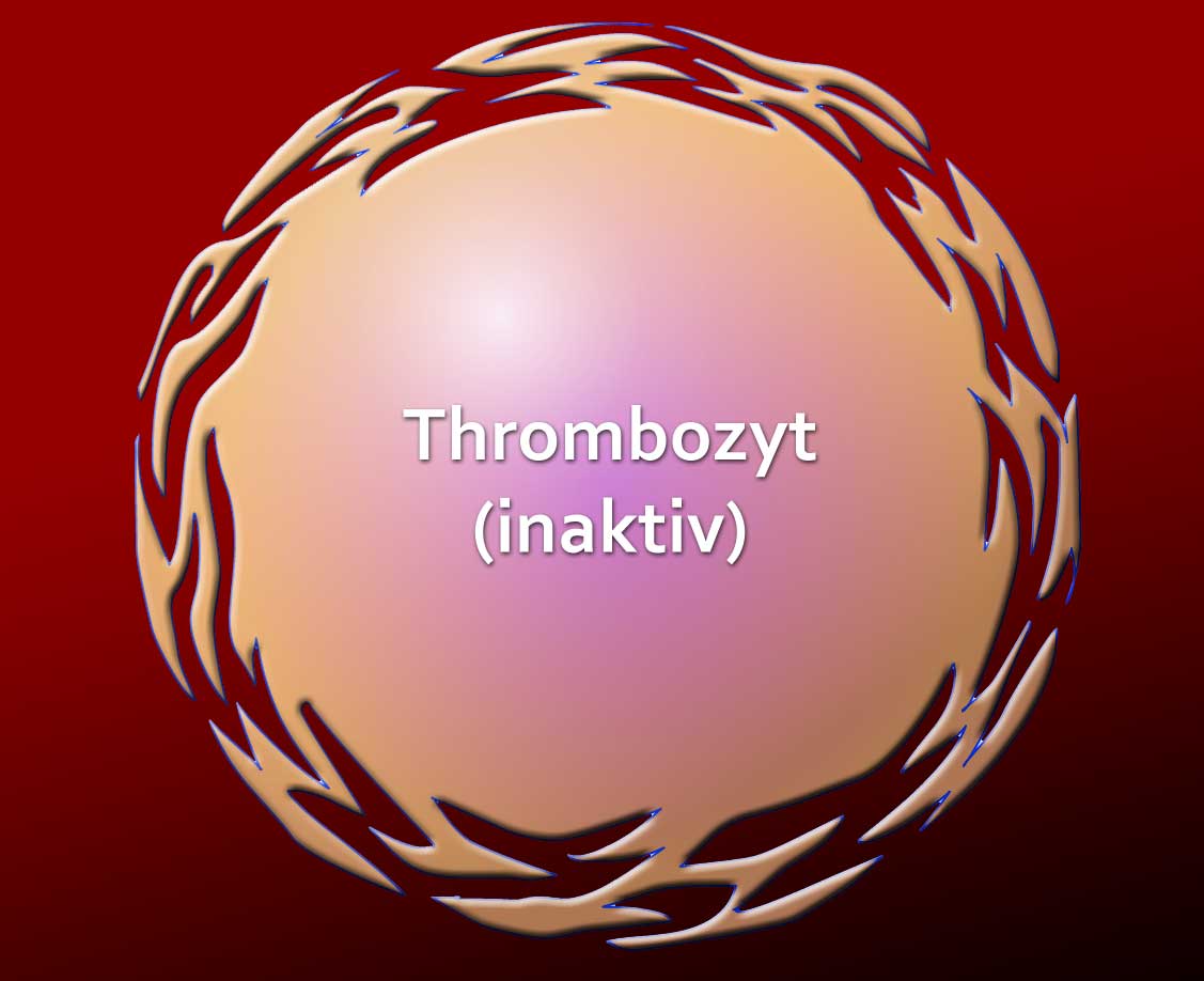 Thrombozyten (Blutplättchen)