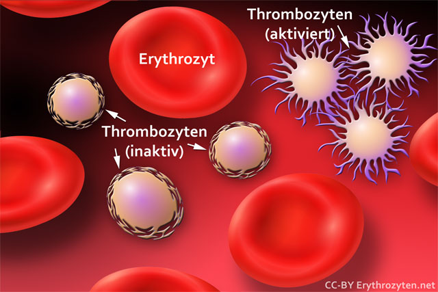 Thrombozyten im blut